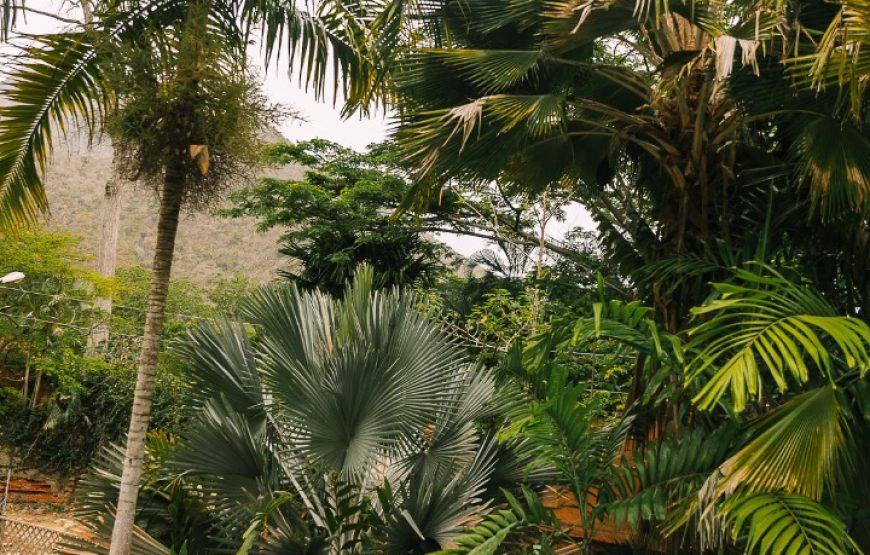Costas de Aragua, Venezuela